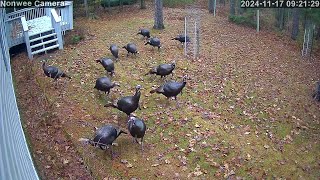 20241117 091205 Thirteen Turkeys front yard spedup during absence20x