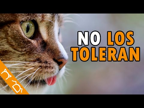 10 Olores Que ODIAN Los Gatos