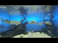 【VR180】鳥羽水族館「アロワナ」③