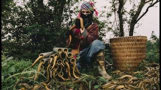 Natural eel trapping: Day 2 of the challenge to earn 250,000 VND per day from natural resources