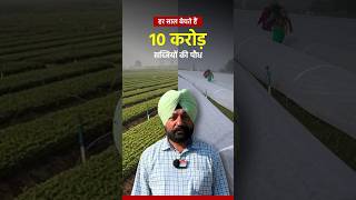 हर साल बेचते हैं 10 क़रोड़ पौधे🌱[Nursery king: Harbir singh] #kheti #vegetablefarming #plantnursery