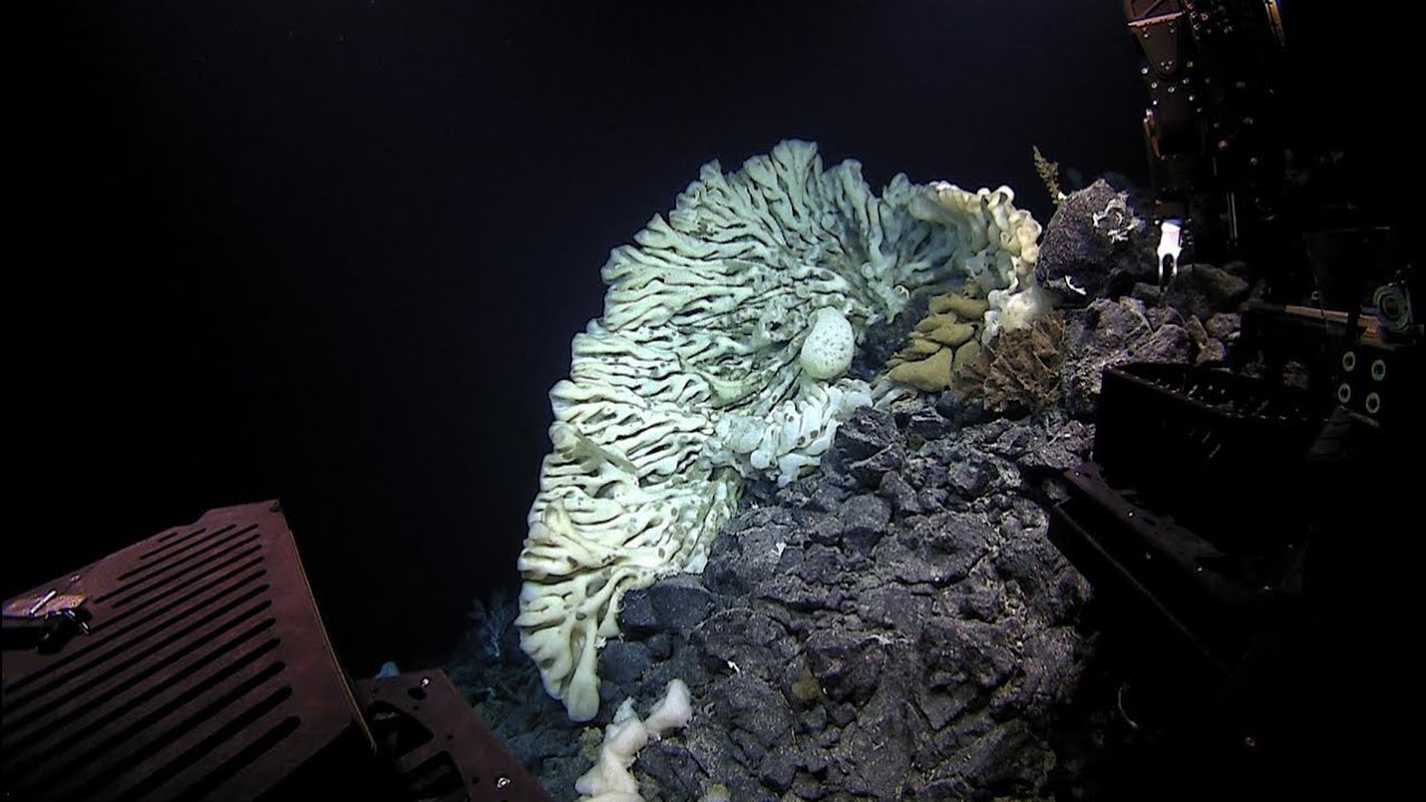 This Giant Sponge Has Scientists Freaking Out