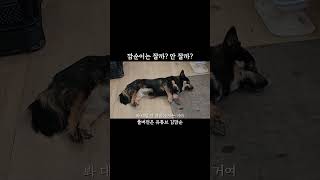 깜순이는 한 매디도 안 함ㅋㅋㅋ #shorts