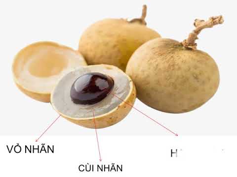 Video KPKH QUẢ 1 HẠT, QUẢ NHIỀU HẠT - youtube