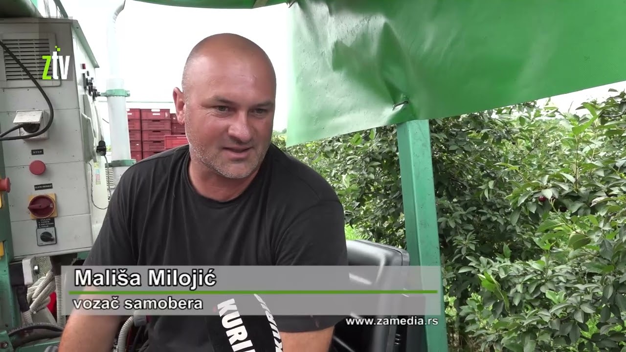 Berba višanja u knjaževačkom kraju