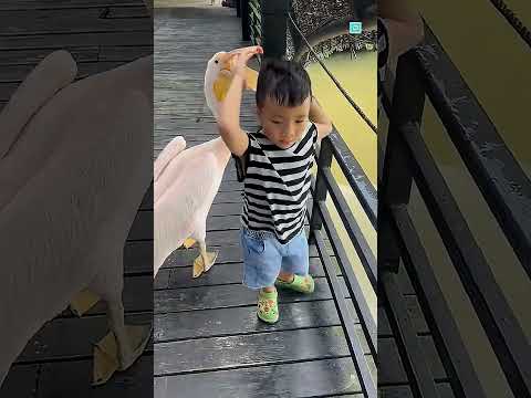 Pelican Tries to Eat Anything 😱 Shocking Animal Behavior Explained!81