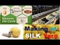 Silk Yarn Manufacturing Process || How to Make Silk Yarn