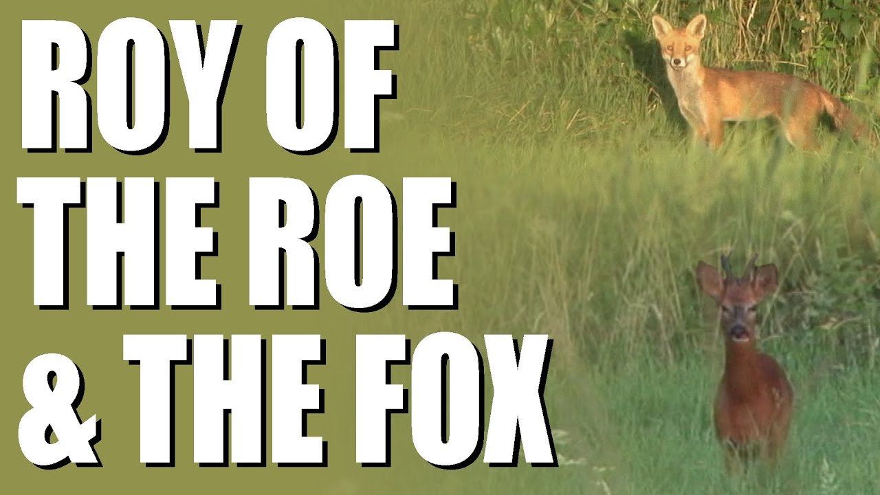 Deer + Fox Shooting: Return of Roy of the Roe - YouTube