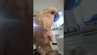 funny parrot Joseph tehrani by Cockatoo Luck 2,115 views 7 months ago 14 minutes, 54 seconds