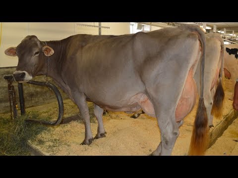 Video: Rozdiel Medzi Holstein A Brown Swiss