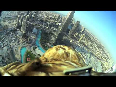 Eagle attached with Gopro from the top of Dubai's Burj Khalifa|#flyburjkhalifa #dubai #eagleseye |4K