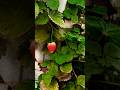 #nature #shortvideo #flutemusic