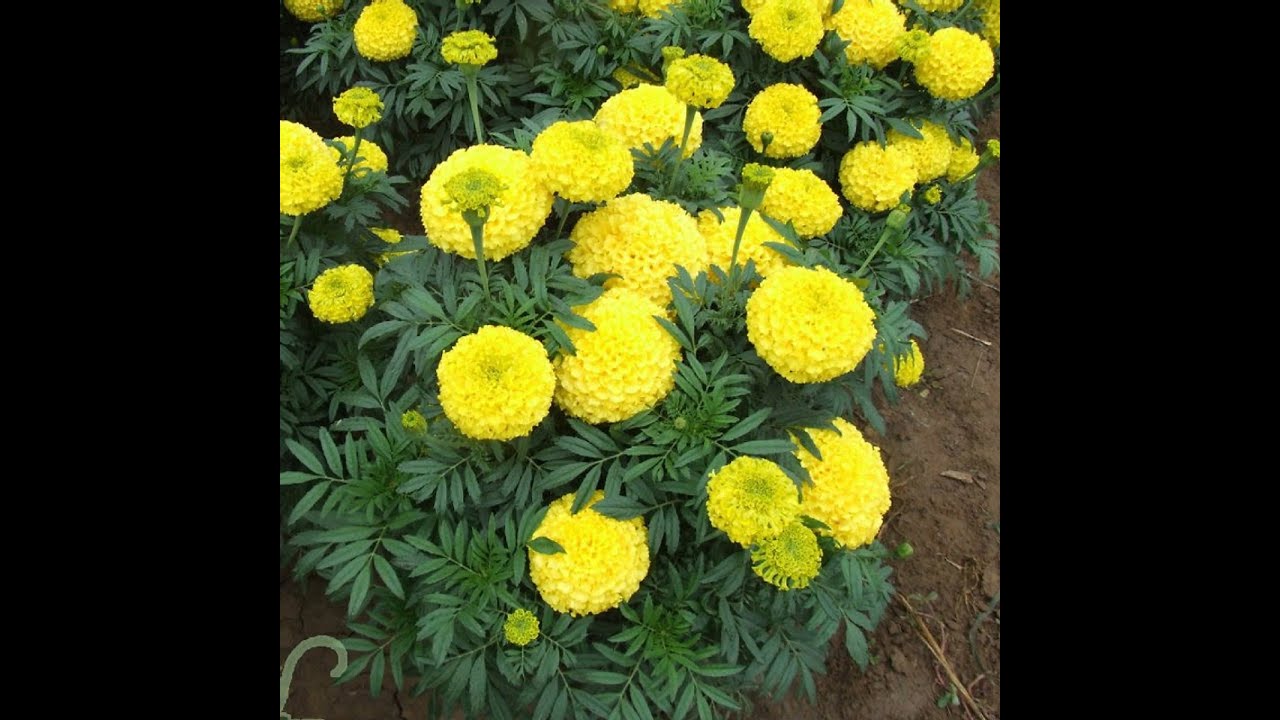 Chợ Hoa Tết bến cát bình dương năm 2025