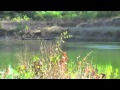 Gun Dog Broker: In The Field at North GA Hunt Test, Jerry Day running started Gun Dog Broker: In The Field at North GA Hunt Test, Jerry Day running started