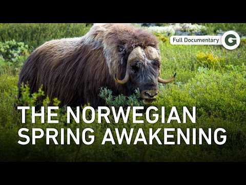 Norway’s Seasonal Shift: Among Majestic Fjords and Fells During Springtime | Full Documentary