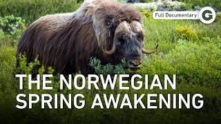 Norway’s Seasonal Shift: Among Majestic Fjords and Fells During Springtime | Full Documentary