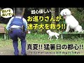 危険な激アツ猛暑日に迷子のトイプードルを心優しきお巡りさんが救う!!  Police rescue lost dog in Tokyo