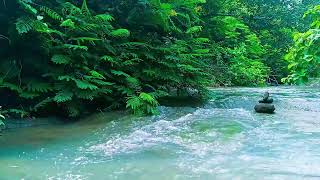 Live River Sounds 24/7 🌊 | Relaxing Nature Ambience for Sleep, Study, Meditation & Stress Relief