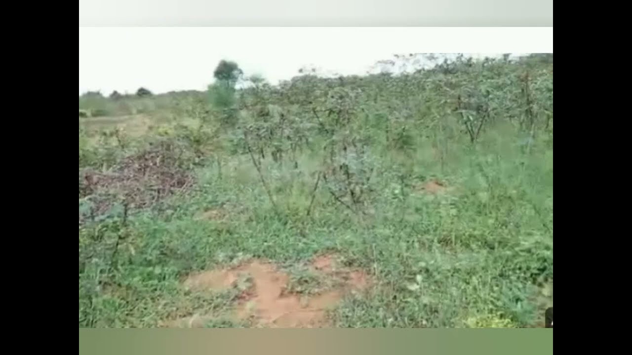 Vumuza ubutaka utuyeho wihuze n' imigisha y' aho utuye Zaburi 85:12/itangiriro 5:29