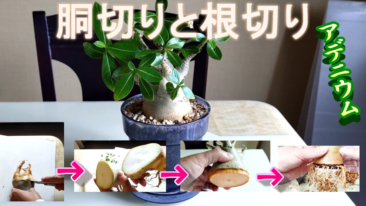 アデニウム アラビカム 根をたこ足にする 10ヶ月後、根切りと植え替え