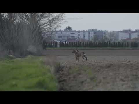 Roe deer fighting