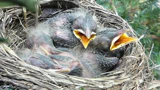 Baby Robins  ~ Day Seven #babies #babyrobins #americanrobinnest #natureisawesome