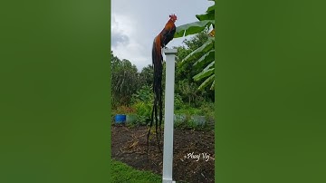 Out in the Rain - Bantam Phoenix Qaib Dib Tw Ntev Rooster