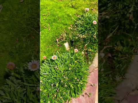 هي رحلة لا تنتهي حمود الخضر