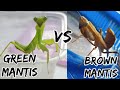 Green mantis vs brown mantis boxing match