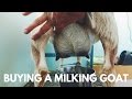 Buying a Milking Goat: Everything you need to Know