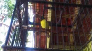 Burung prit gantil super gacor