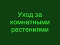 Уход за комнатными растениями