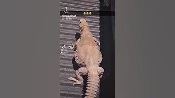 كيف جيت المحبه كيف جيت الغرام 