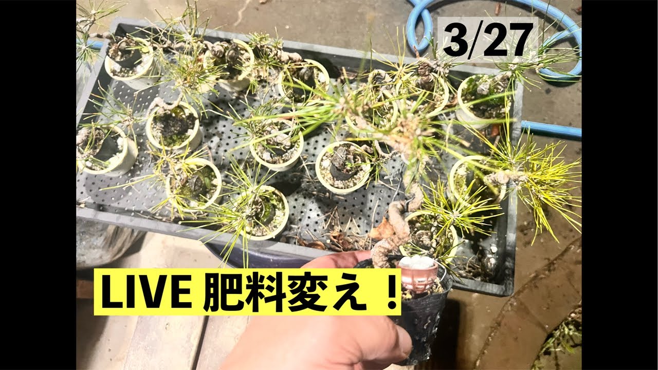 292 黒松の肥料変え‪@bonsai1007‬ 【ミニ盆栽】 - YouTube
