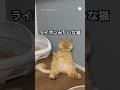 ライオンみたいな猫、座る姿が可愛すぎる💕 #猫 #ねこ #かわいい猫 #猫のいる暮らし #ミヌエット