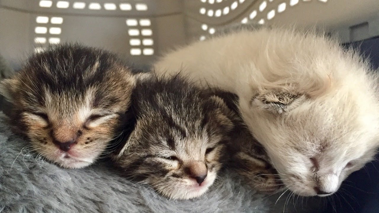 puppy paradise 4 Week Old Kittens - The Marvel Litter (WATCH LIVE)
