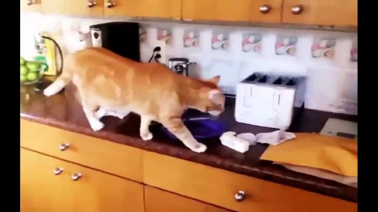 Cat & kitchen! YouTube