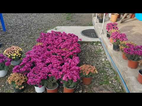 Video: Cum se depozitează crizanteme acasă iarna