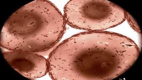 NCERT CBSE Class 8 Science Chapter 8 Cell - Structure and Functions Part 2
