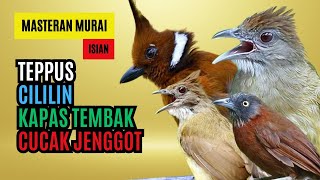 Download Lagu Masteran Tembakan Kasar Cucak Jenggot, Teppus, Kapas Tembak, Cililin MP3 Download Lagu Masteran Tembakan Kasar Cucak Jenggot, Teppus, Kapas Tembak, Cililin MP3