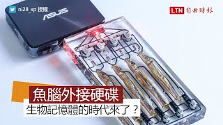 生物技術大躍進？ 日本網友做出「魚腦外接硬碟」