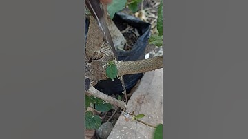 compilation ASMR cut by bonsai tree #mjbonsaidaily #shorts #bonsai #shortvideo #yearofyou