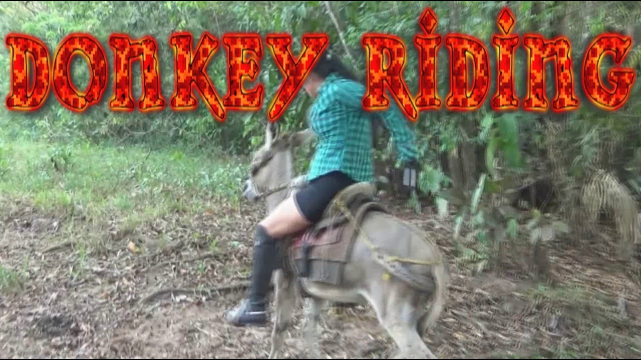 Go Donke Riding Donkey Riding #donkeyriding #ponyriding #esel #reiten #sheepriding # ...