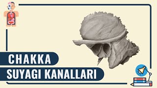 CHAKKA SUYAGI KANALLARI