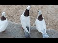 Бакинский бойные голуби красавицы 🕊️