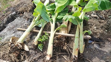 Cách nhân giống chuối tây nhanh đơn giản