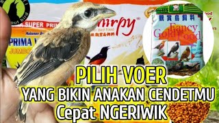 Ini Lho Bolo Voer Terbaik Untuk Anakan Cendet