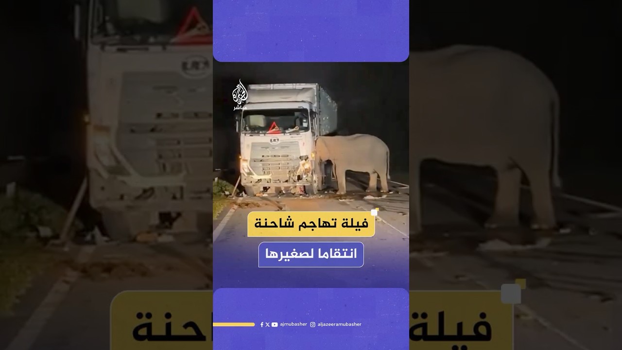 فيلة تهاجم شاحنة ضخمة دهست صغيرها بولاية بيراك في ماليزيا