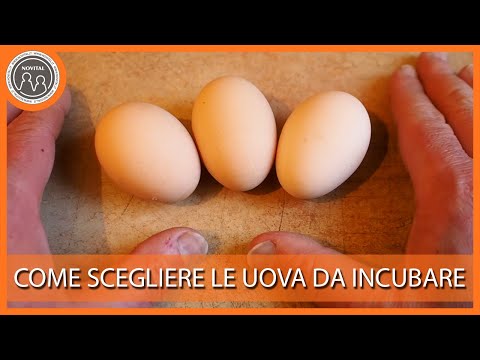 Video: Puoi ottenere uova fecondate e non fecondate?