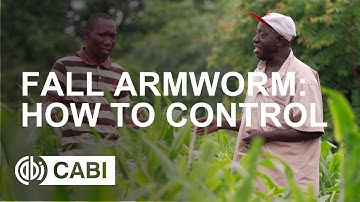 Fall Armyworm: How to Control
